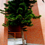Panarama (Big Tree)