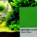 Pantone - Green