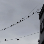 Wire Birds 
