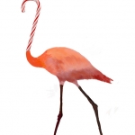Clamingo draft 2