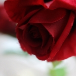 side rose