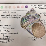 Olivia- seashell study/drawing