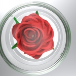 rose 10