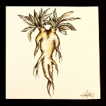 Mandrake/ Human