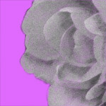 Digital Charcoal Drawing - Flower