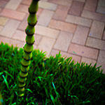 Vertical Lines (Bamboo photo)
