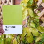 Pantone Green