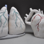 Lung and Heart 