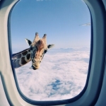 Window Photoshop: Airplane Girafe
