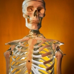 Skeleton Portrait 2