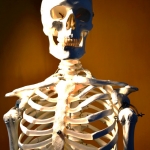 Skeleton Portrait 3